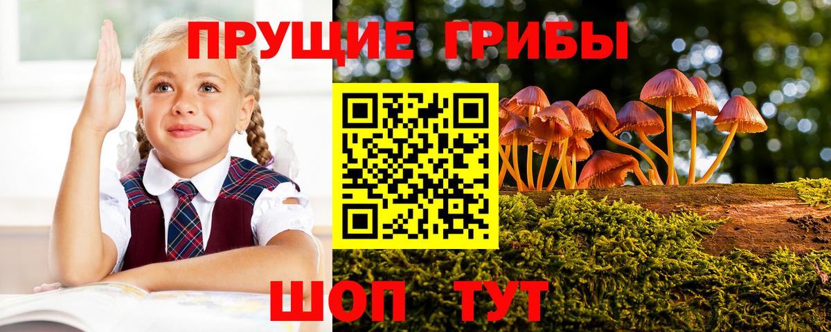 Ртищево  Галлюциногенные грибы Cubensis  Вход с VPN 